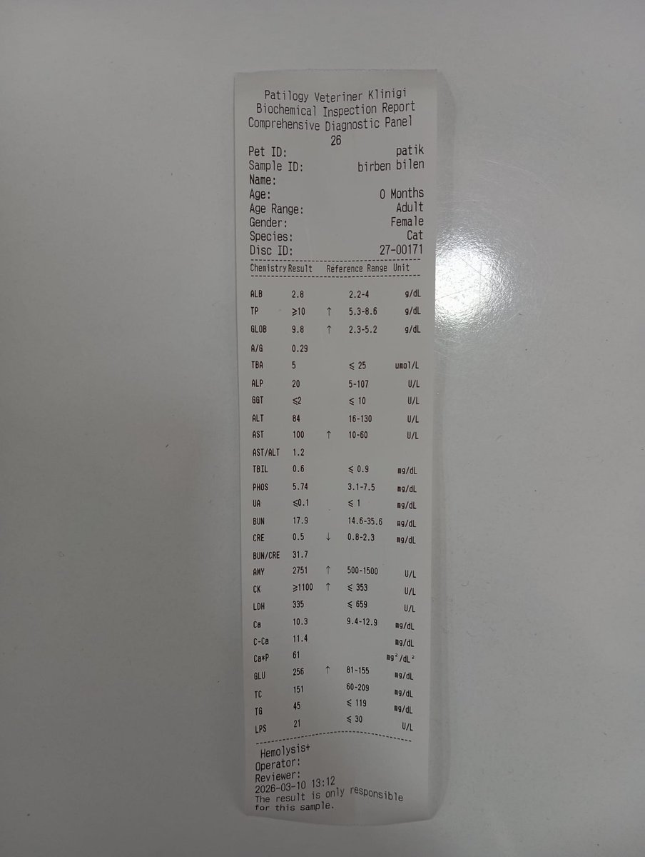 Catslovers44557's tweet photo. Fip hastası patik

Tedavisi için desteğe ihtiyacım var.

Önce rahatlatıcı bir tedavi başlandı. Ama bir an önce gs almam gerekiyor. Lütfen paylaşım desteği verip imkanınız dahilinde 50 tl dahi olsa da
destek olabilirmisiniz?

#fipcats #fipcatsupport #fipcat #fipwarrior #fip https://t.co/eFrsN24gmr