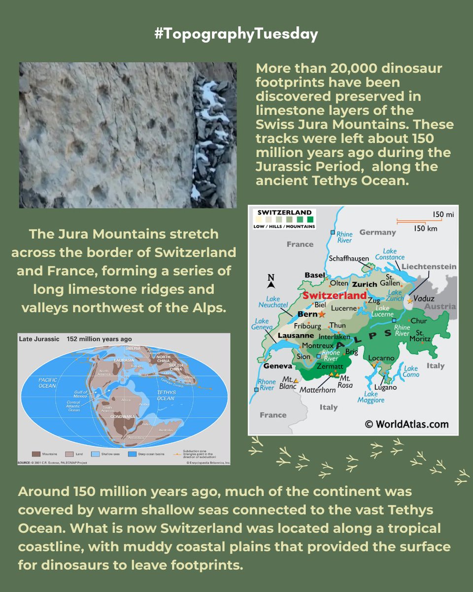 AmericanGeo's tweet image. #TopographyTuesday | More than 20,000 dinosaur footprints have been discovered preserved in the limestone layers of the Jura Mountains in Switzerland. These trackways date to roughly 150 million years ago during the Jurassic Period.

#JuraMountains #SwissAlps #Jurassic #Dinosaur