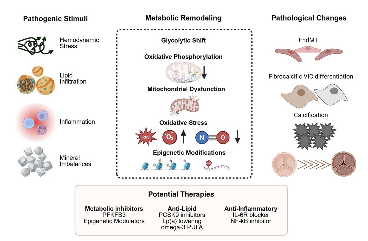 EHJVSHDEiC's tweet photo. 🆕 Review on #EHJVSHD
Calcific aortic valve disease (#CAVD) isn’t just degeneration: it’s metabolic reprogramming!

Hemodynamic stress, lipids &amp; inflammation profoundly reshape valve cell metabolism

💡Metabolism could represent a new prevention target

⛓️https://t.co/ZbovD2D6UK https://t.co/6Sx5wYZoUc