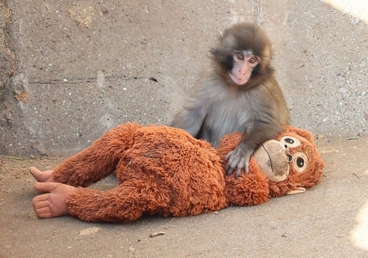 luvmon724's tweet image. When everything turns chaotic like the @blockdagnetwork presale, remember Punch the viral Japanese macaque baby monkey who kept fighting the waves instead of sinking. In the roughest ocean, resilience matters.  

#BlockDAG #BDAG #PunchTheMonkey #Crypto #ViralMonkey #HangInThere