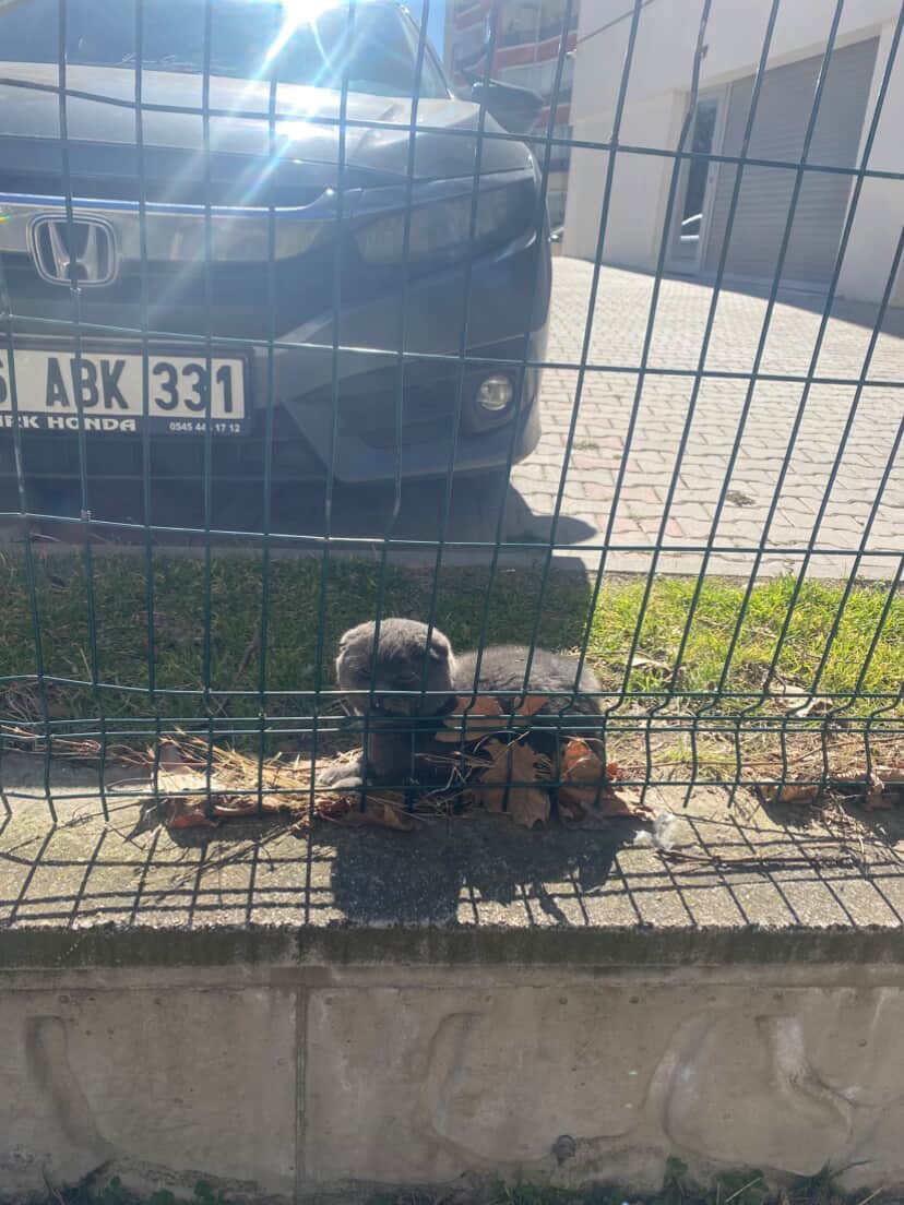 Yine sokağa atılan bir can yaklaşık 3 gündür olduğu yerden ayrılmıyormuş evden atılmanın şokunu yaşıyor sokakta yapamaz hayata küsmüş gibi Ankara 

İnstagram <a href="/patiarkadas/">Pati Arkadaş</a>

#SokakHayvanlarıSahipsizDeğil