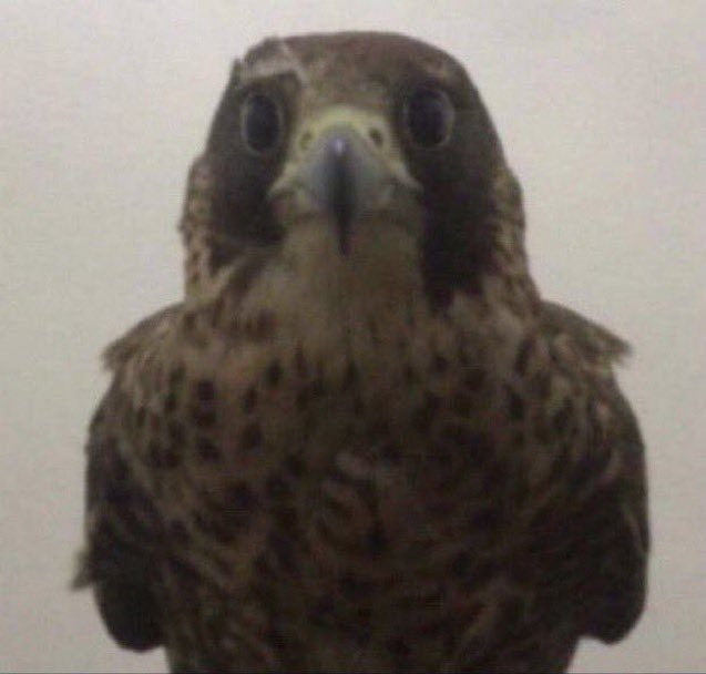 زولا tweet media