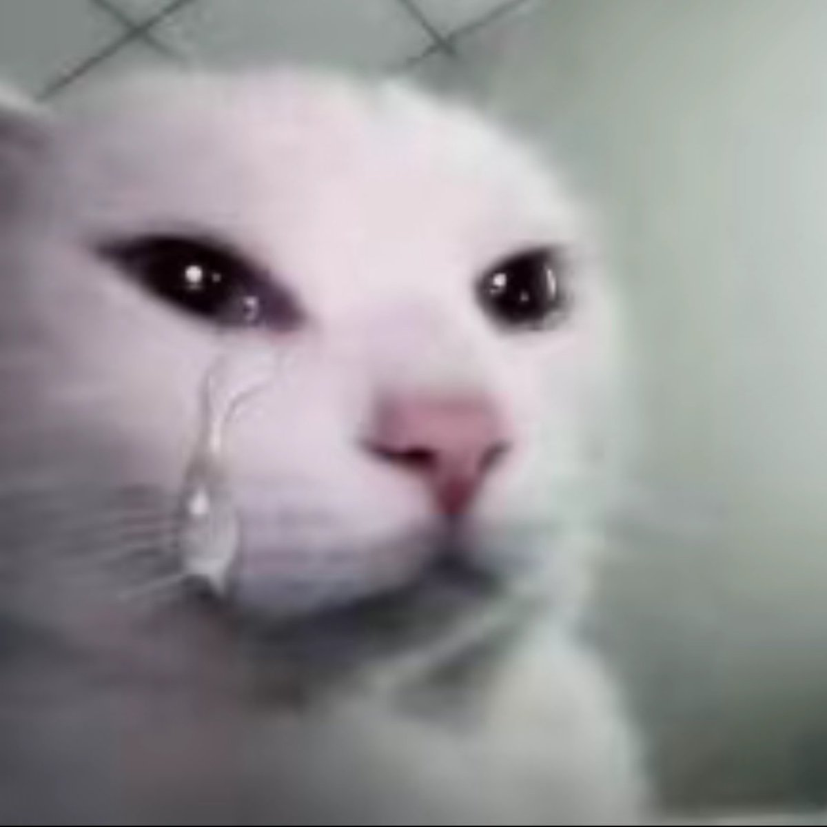 叙春日 tweet media