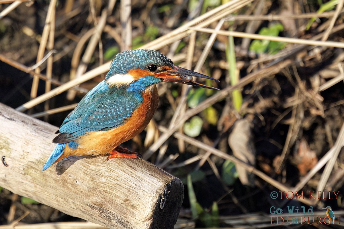 Tom Kelly tweet media