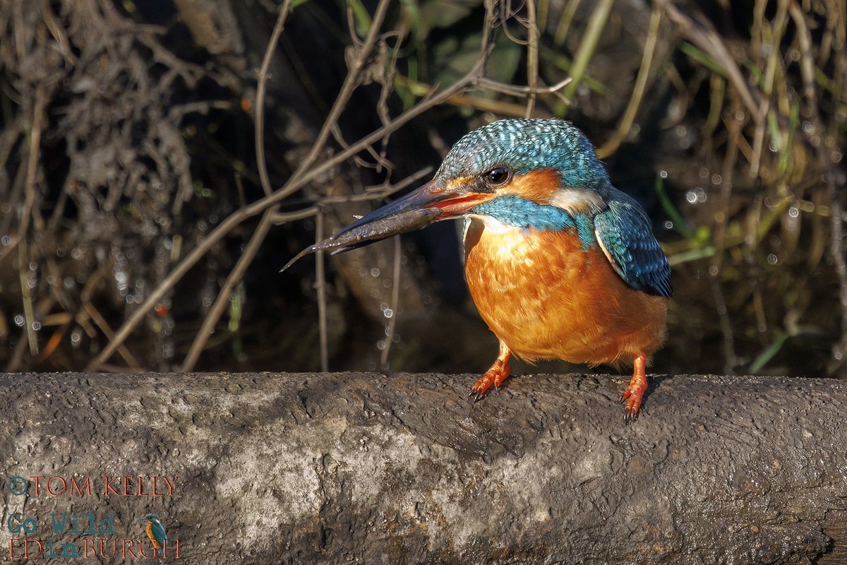 Tom Kelly tweet media