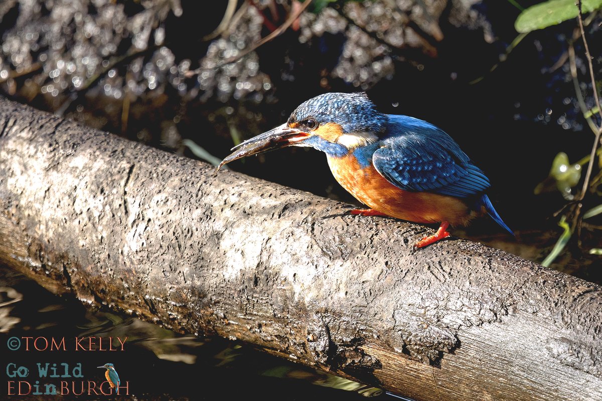 Tom Kelly tweet media