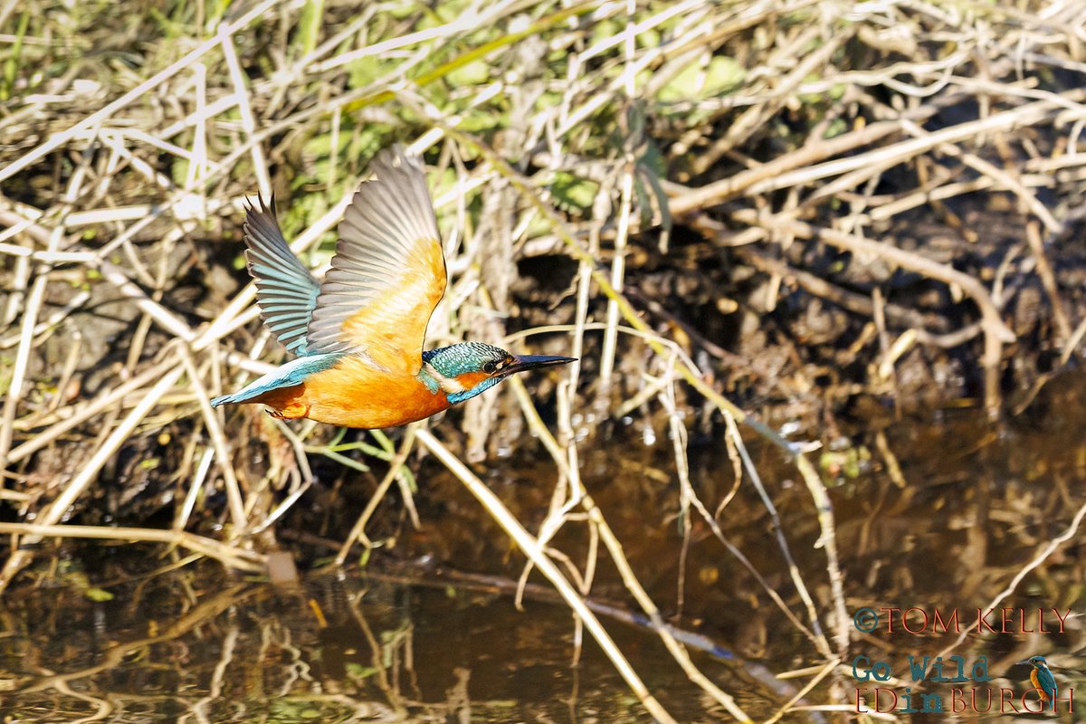 Tom Kelly tweet media