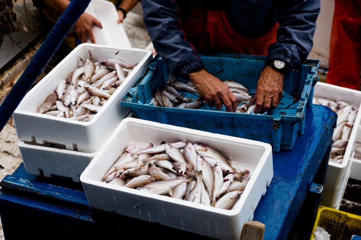 PNS_News's tweet image. Seafood industry groups warn that the rollback of mercury emissions standards could affect fisheries and fish safety nationwide. Mercury accumulates in fish and shellfish and is linked to health risks, especially for children.
Story: buff.ly/L3JwxXQ

#Seafood #Health