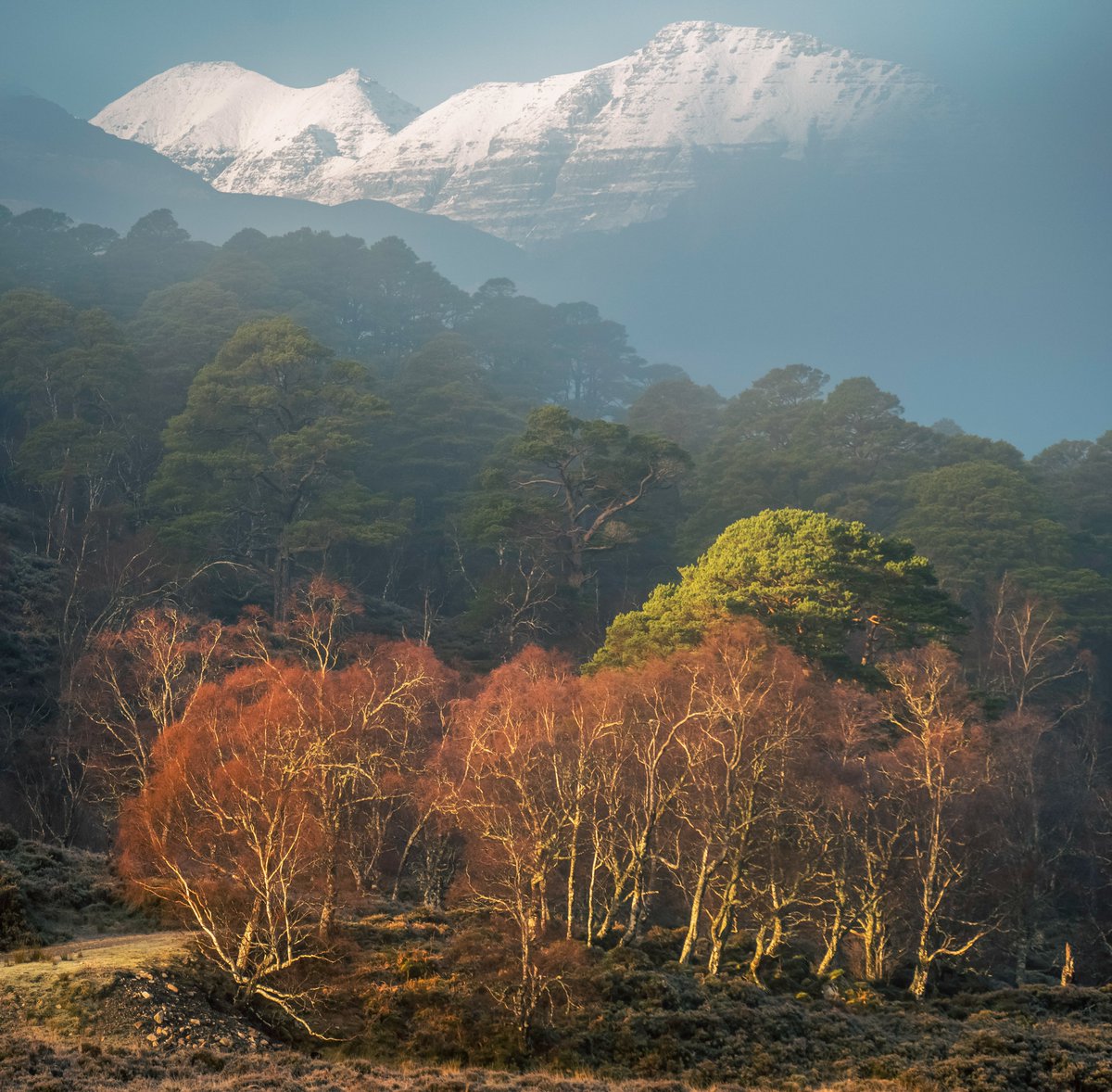 Paul Willson tweet media