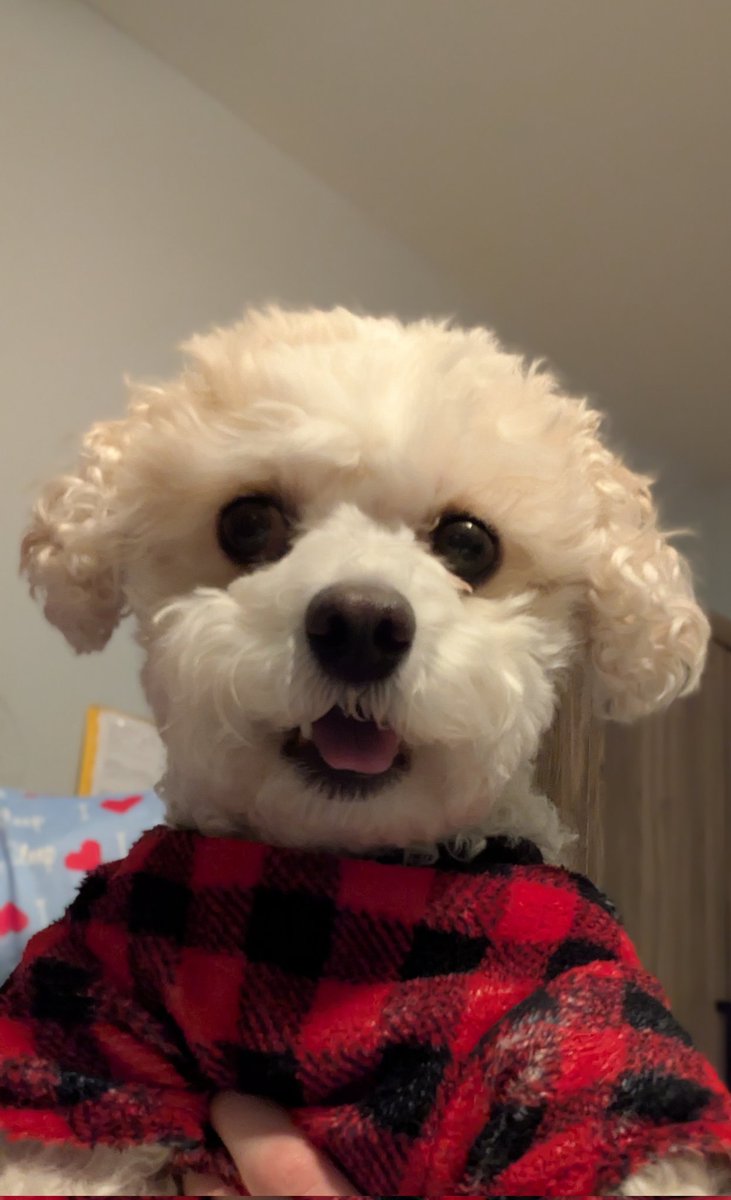 Daisy The Cavapoo tweet media