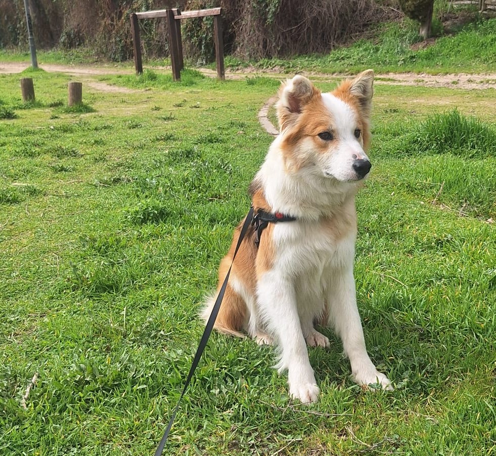 ❤️FINALES FELICES 2026
FITO felizmente adoptado desde hace una semana
Esta belleza deambulaba sin rumbo por una carretera con riesgo real de ser atropellado
En su camino se cruzó Rosana que le salvó la vida
!!GRACIAS familia,que seais muy felices!!
 #adoptaresunactodeamor