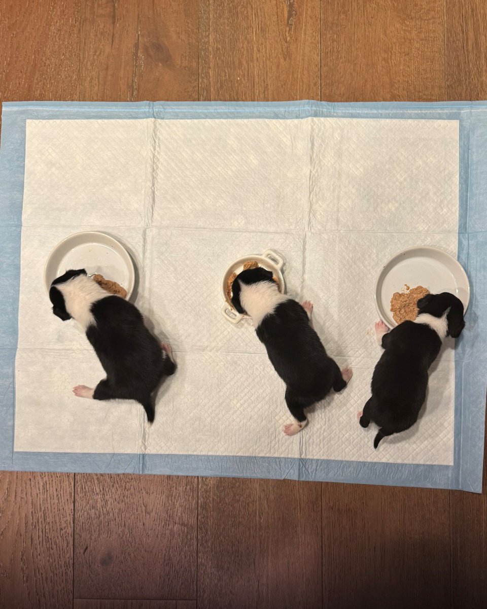 Helen Woodward Animal Center tweet media