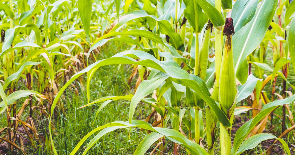 Comisión Europea en España tweet media