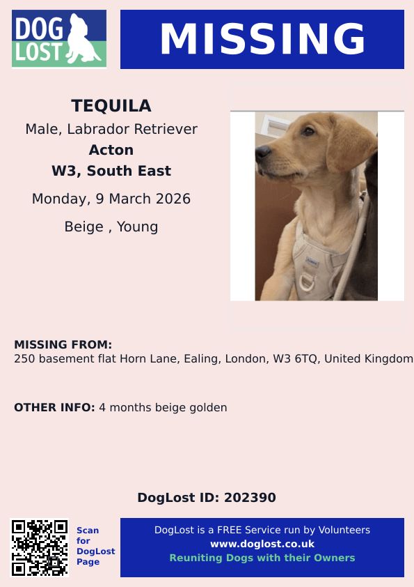 MissingPetsGB's tweet image. HACHI, TEQUILA AND SHANA ARE BELIEVED STOLEN 9 March

4 dogs were found missing from their home in #Ealing #W3 &amp;amp; the doors were found opened. One has been found, but the two Labradors and the dachshund have not. The dachshund HACHI has been seen on the street (c)