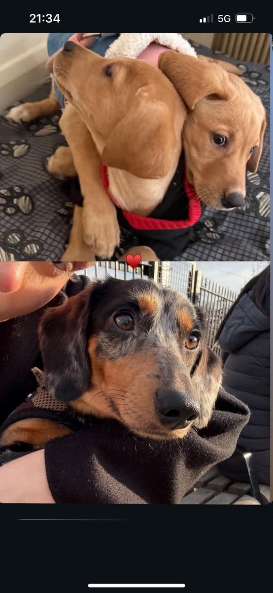 MissingPetsGB's tweet image. HACHI, TEQUILA AND SHANA ARE BELIEVED STOLEN 9 March

4 dogs were found missing from their home in #Ealing #W3 &amp;amp; the doors were found opened. One has been found, but the two Labradors and the dachshund have not. The dachshund HACHI has been seen on the street (c)