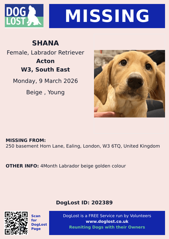 MissingPetsGB's tweet image. HACHI, TEQUILA AND SHANA ARE BELIEVED STOLEN 9 March

4 dogs were found missing from their home in #Ealing #W3 &amp;amp; the doors were found opened. One has been found, but the two Labradors and the dachshund have not. The dachshund HACHI has been seen on the street (c)