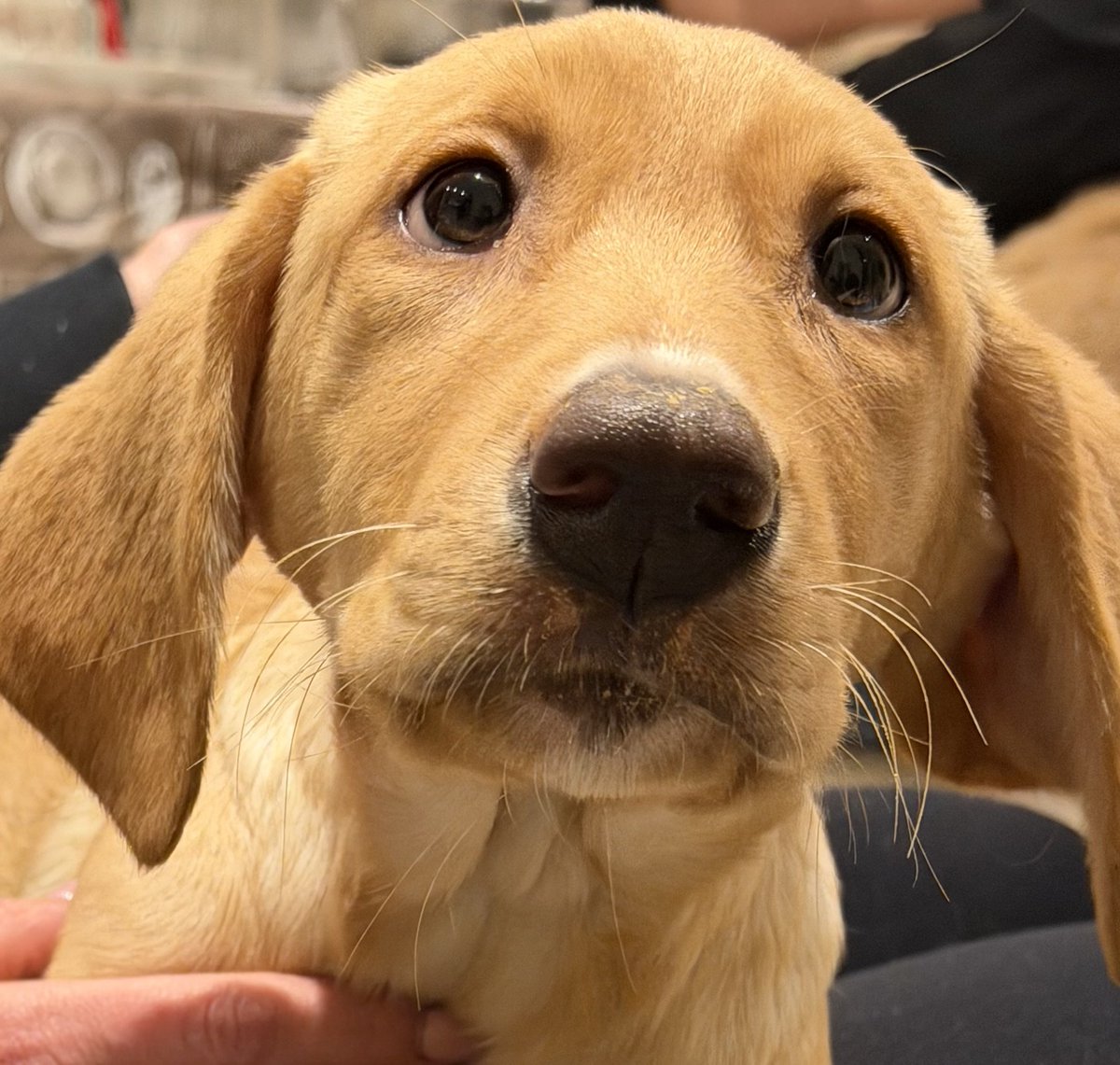 MissingPetsGB's tweet image. HACHI, TEQUILA AND SHANA ARE BELIEVED STOLEN 9 March

4 dogs were found missing from their home in #Ealing #W3 &amp;amp; the doors were found opened. One has been found, but the two Labradors and the dachshund have not. The dachshund HACHI has been seen on the street (c)