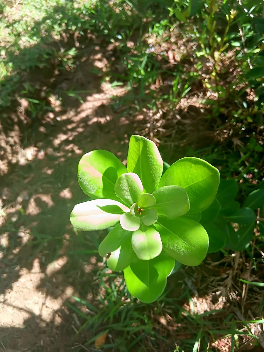 Martie Bothma tweet media