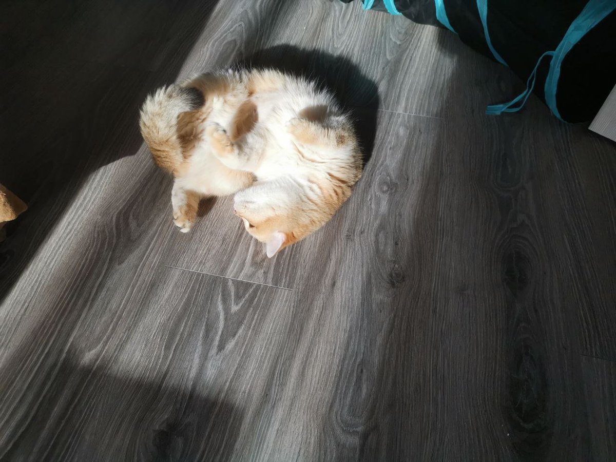 Valentin tweet media