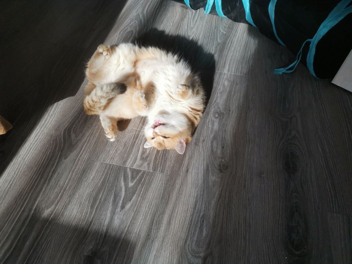 Valentin tweet media