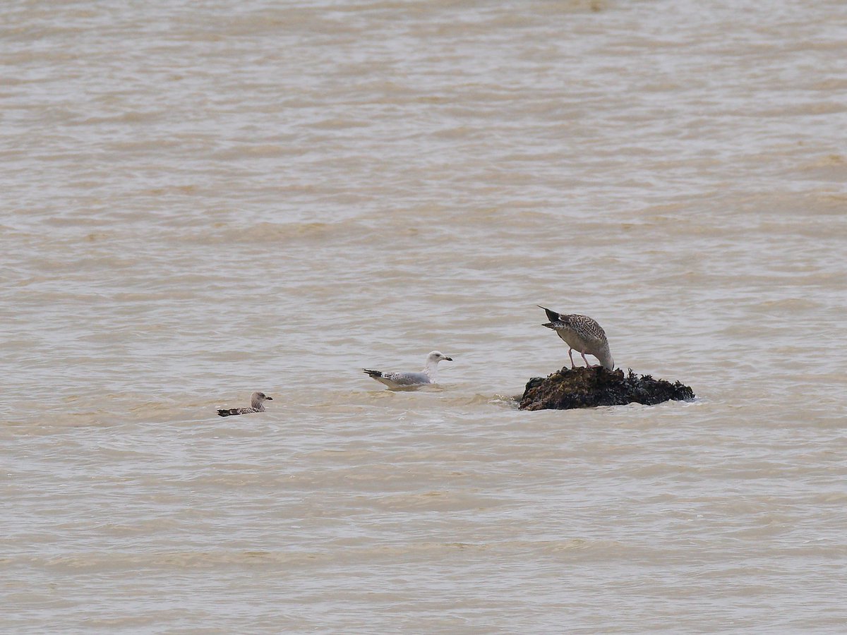 BirdsofClimping's tweet photo. My first Wheatear of the year at Climping this morning, c400 Brent moving east and a good candidate for a Caspian Gull on beach.
@SussexBirding @SussexOrnitholo https://t.co/vjirkUuiQm
