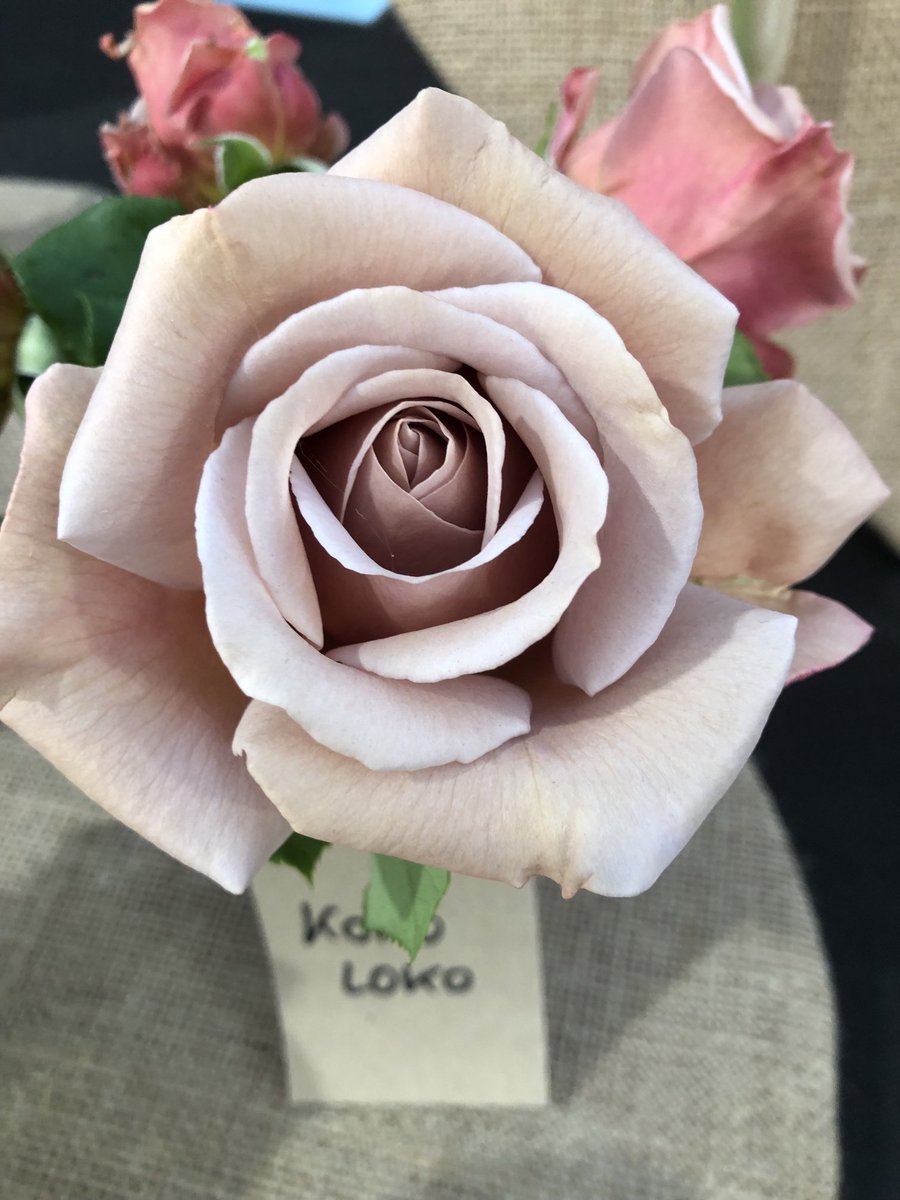 C and K Jones Roses aka JonesTheRose tweet media