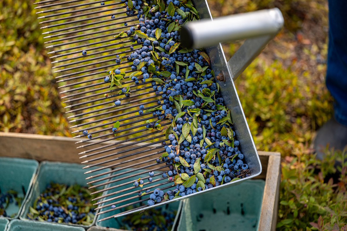 Susan Collins for Senator tweet media