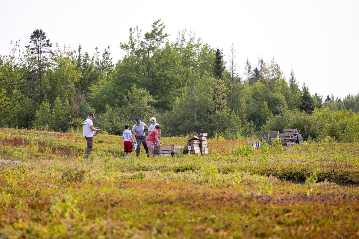 Susan Collins for Senator tweet media