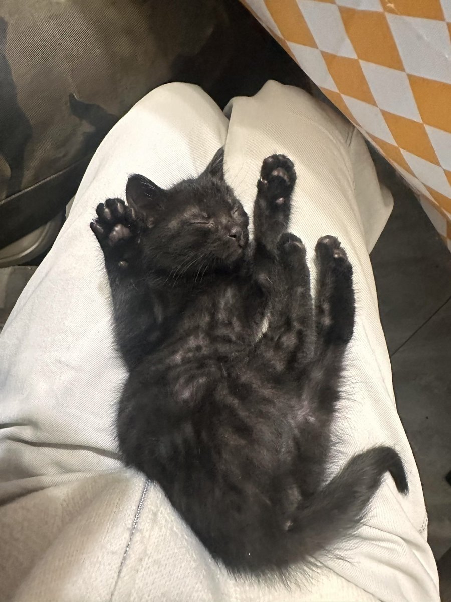 TansR2004's tweet photo. 投降小猫 https://t.co/AtxkntYGJB