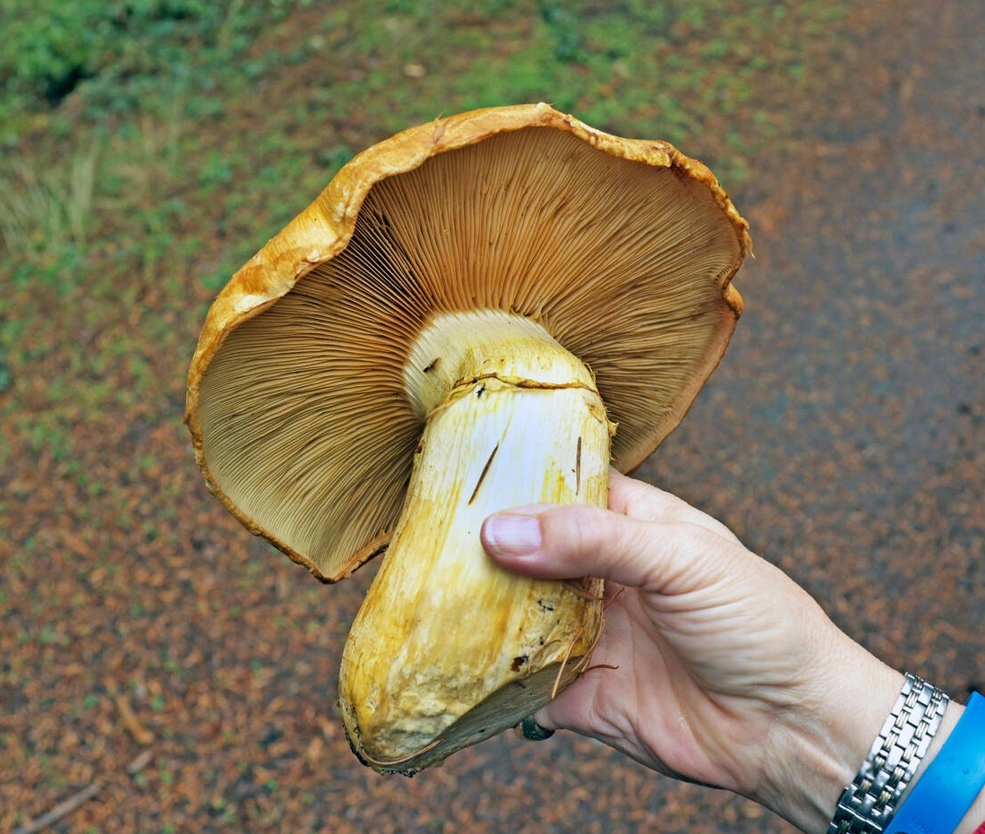 Japanese folklore has a mushroom they call "big laughing mushroom." 

Entire villages would eat them and laugh uncontrollably for hours.

Gymnopilus spectabilis. Massive golden clusters that fruit on dead hardwood. Some specimens weigh over five pounds. They contain psilocybin —