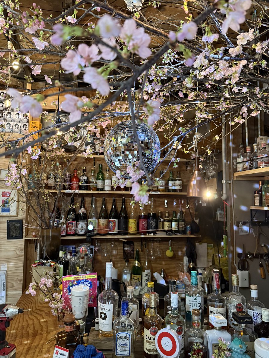 0m0m0msaki's tweet photo. 恒例！フラワーデザイナー充君の桜の展示！今年もやります！今年は桜と光線クラブ！3/13〜3/22！最終日は皆んなで揺らして散らします！桜の下で狂いましょう🌸
3/14は掟ポルシェ店長！18時から！
狭小BARでの桜としては世界一かも！
#桜の名所 #大井新地 #掟ポルシェ #清水充 #室内で花見 #大井町 https://t.co/AdX9iMZD8N