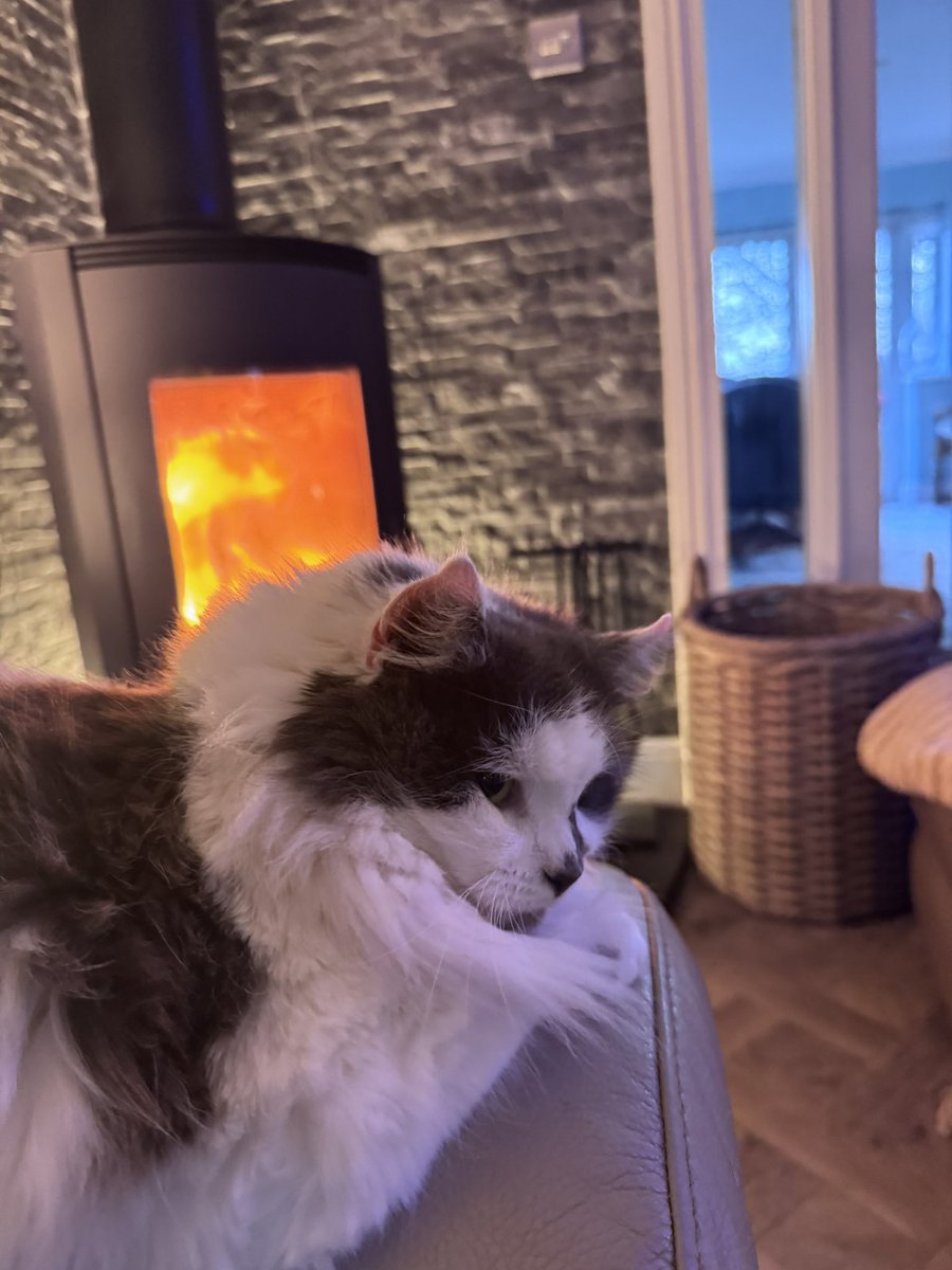 SpanielsSuper's tweet image. Settled for the night! #WarmAndToasty