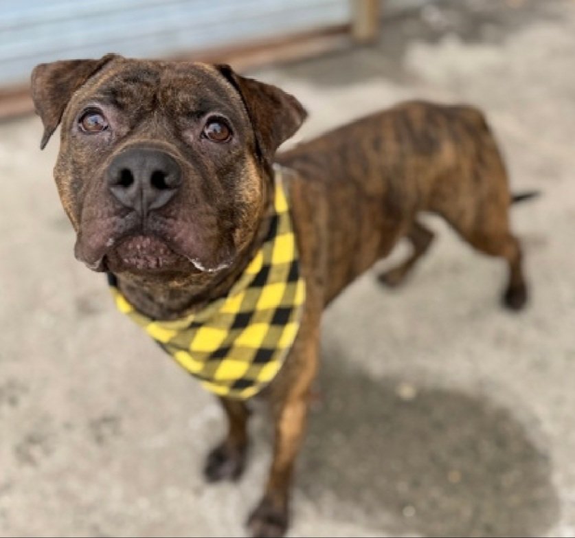 MyBoxerLuvMac1's tweet image. 💔Hockey💔
#NYCACC #245632 2y
▪️KILL COMMAND ❗️ 
#AdoptMe 

Precious sweetie's💔, surr for move 2 no pets place!
Grieving, trying 2 be brave.
Loves 2 be loved @ own pace.
Likes short walks &amp;amp; eager 2 learn.
Needs loving, all adult, N.East #Foster/#Adopter, 2 decompress &amp;amp; realize