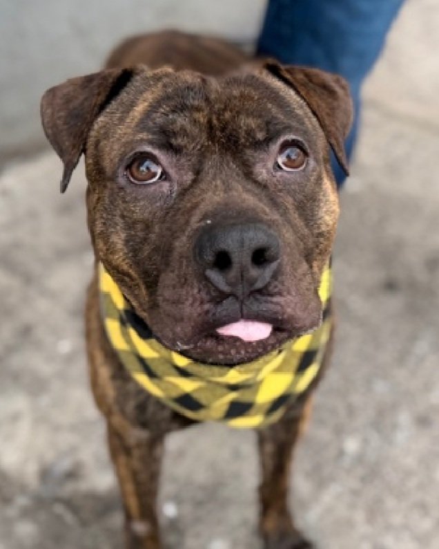 MyBoxerLuvMac1's tweet image. 💔Hockey💔
#NYCACC #245632 2y
▪️KILL COMMAND ❗️ 
#AdoptMe 

Precious sweetie's💔, surr for move 2 no pets place!
Grieving, trying 2 be brave.
Loves 2 be loved @ own pace.
Likes short walks &amp;amp; eager 2 learn.
Needs loving, all adult, N.East #Foster/#Adopter, 2 decompress &amp;amp; realize