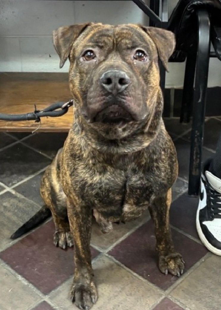 MyBoxerLuvMac1's tweet image. 💔Hockey💔
#NYCACC #245632 2y
▪️KILL COMMAND ❗️ 
#AdoptMe 

Precious sweetie's💔, surr for move 2 no pets place!
Grieving, trying 2 be brave.
Loves 2 be loved @ own pace.
Likes short walks &amp;amp; eager 2 learn.
Needs loving, all adult, N.East #Foster/#Adopter, 2 decompress &amp;amp; realize