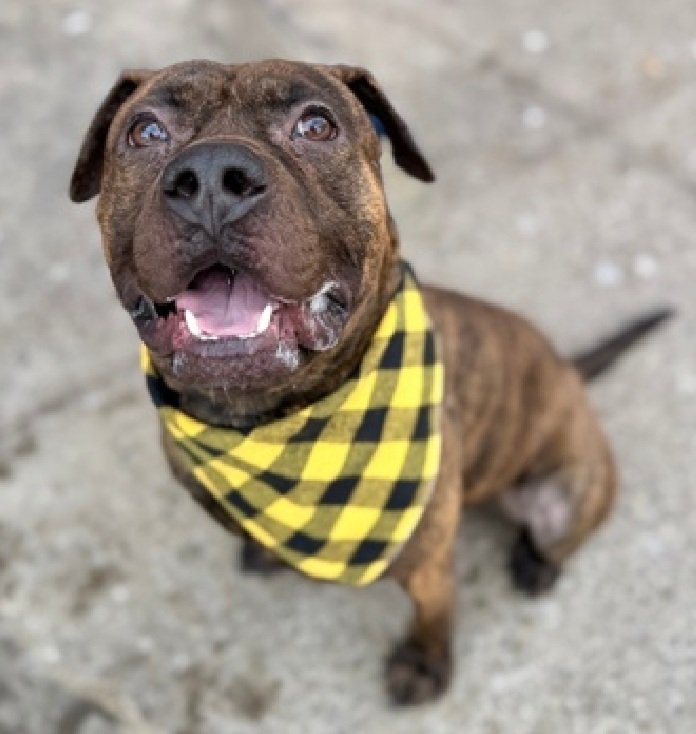 MyBoxerLuvMac1's tweet image. 💔Hockey💔
#NYCACC #245632 2y
▪️KILL COMMAND ❗️ 
#AdoptMe 

Precious sweetie's💔, surr for move 2 no pets place!
Grieving, trying 2 be brave.
Loves 2 be loved @ own pace.
Likes short walks &amp;amp; eager 2 learn.
Needs loving, all adult, N.East #Foster/#Adopter, 2 decompress &amp;amp; realize