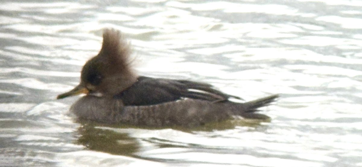 ryanfrost1984's tweet photo. Nice to catch up with the Hooded Merganser today, after not getting chance to see it fist time around. 5 LRPs and 4 Knot the best of the rest! https://t.co/1OfwO7mjRK