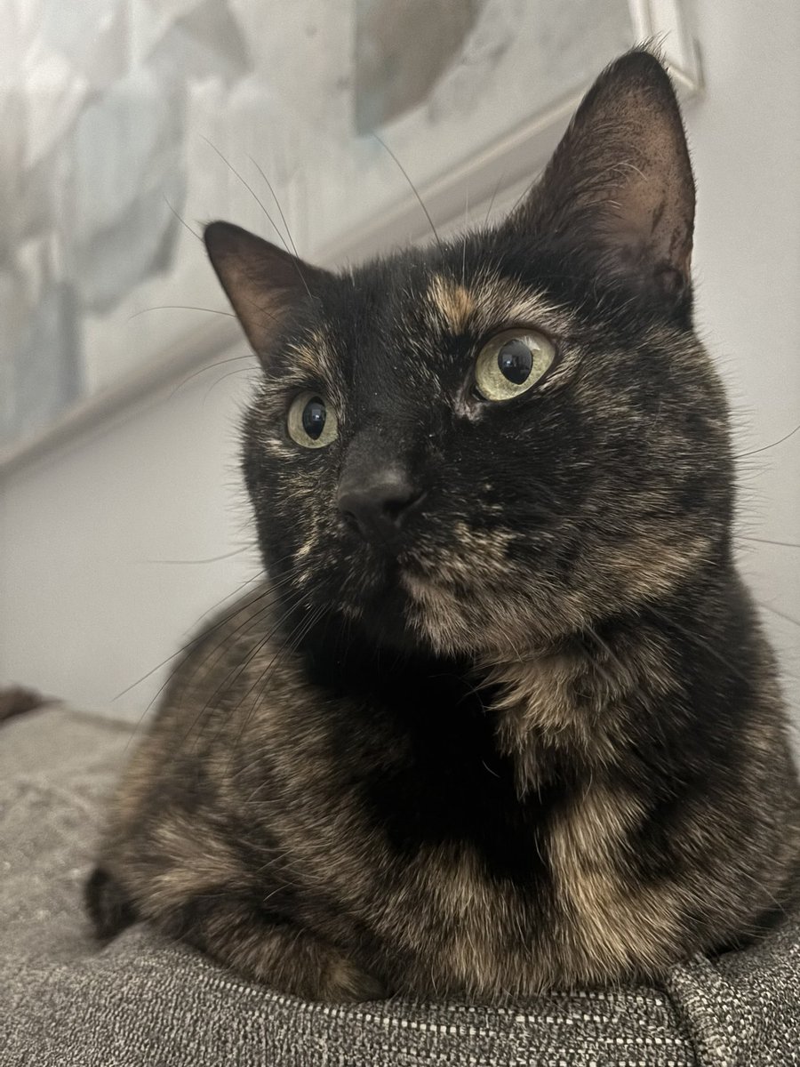 Little cat tweet media