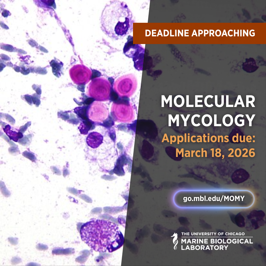 Marine Biological Laboratory (MBL) tweet media