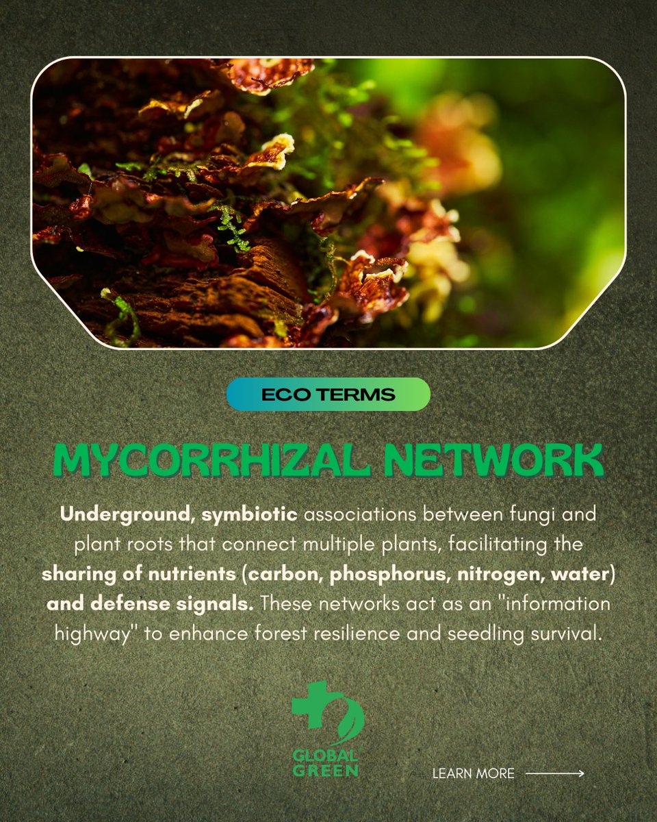 globalgreen's tweet photo. The Mycorrhizal Network – also known as the “Wood Wide Web” – is a vast, microscopic web of fungi connecting the roots of different plants. It’s not just a physical connection; it’s a communication highway.

#EcoTerms #MycorrhizalNetwork #Climate https://t.co/NAmrTo1NEm
