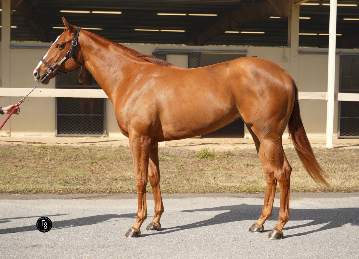 WinStar Farm tweet media