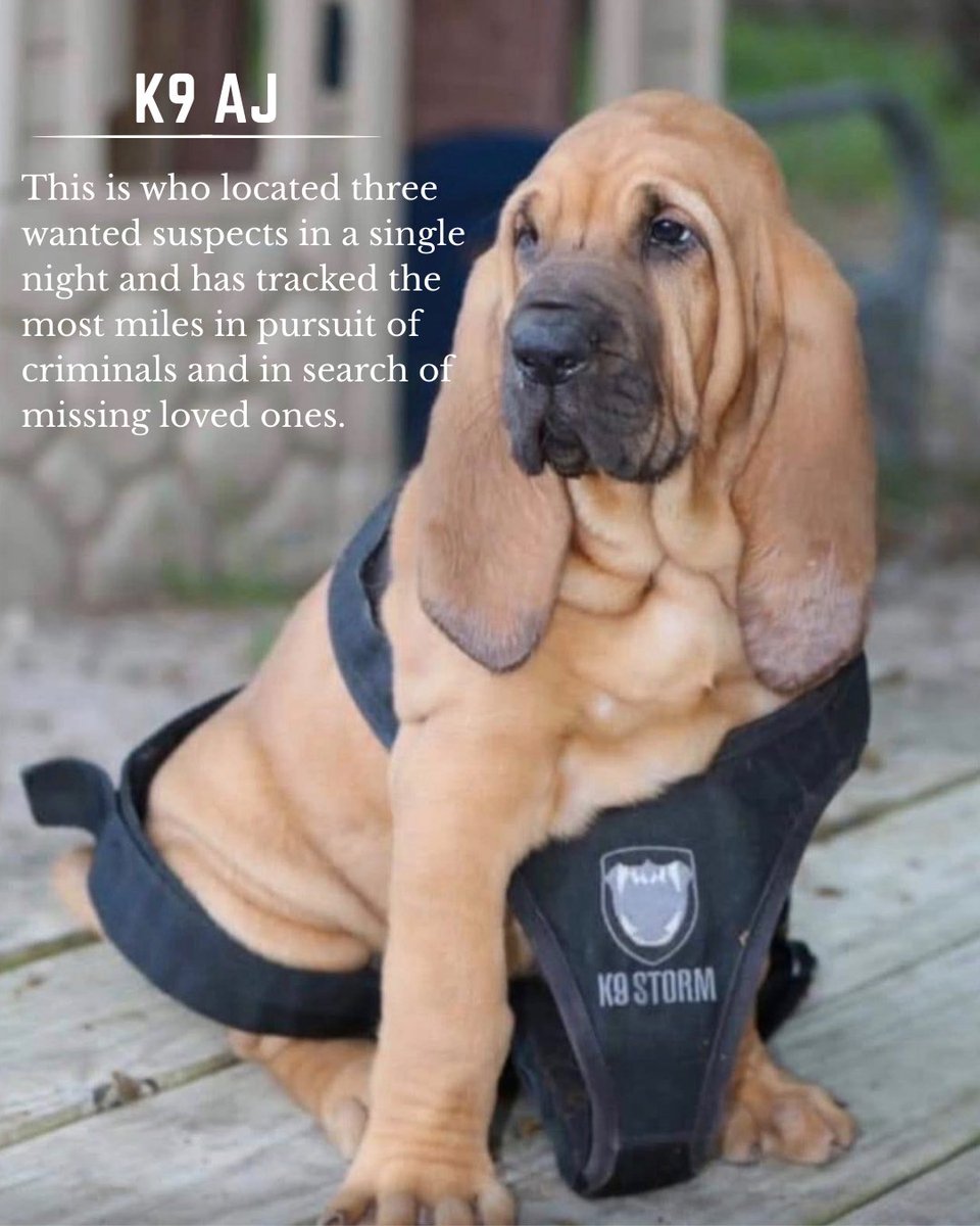 Cook County Sheriff's Office tweet media