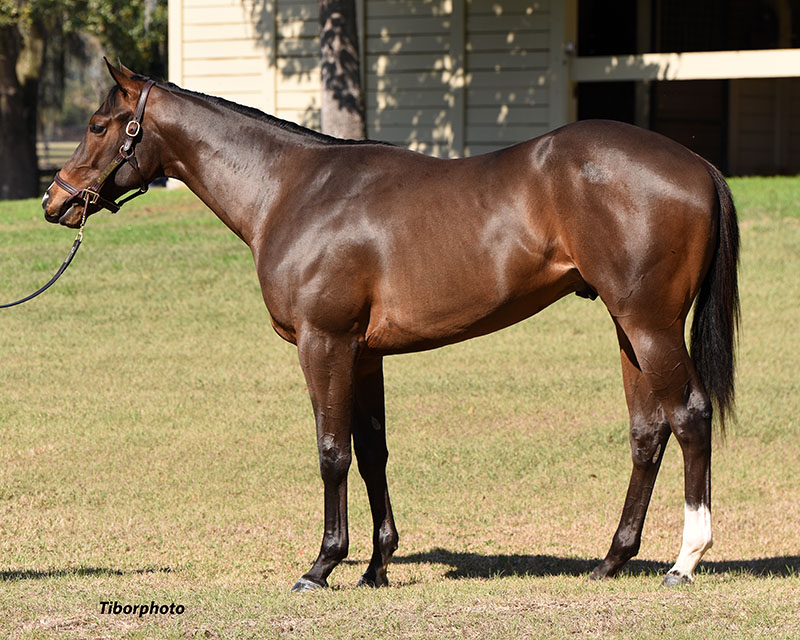 WinStar Farm tweet media