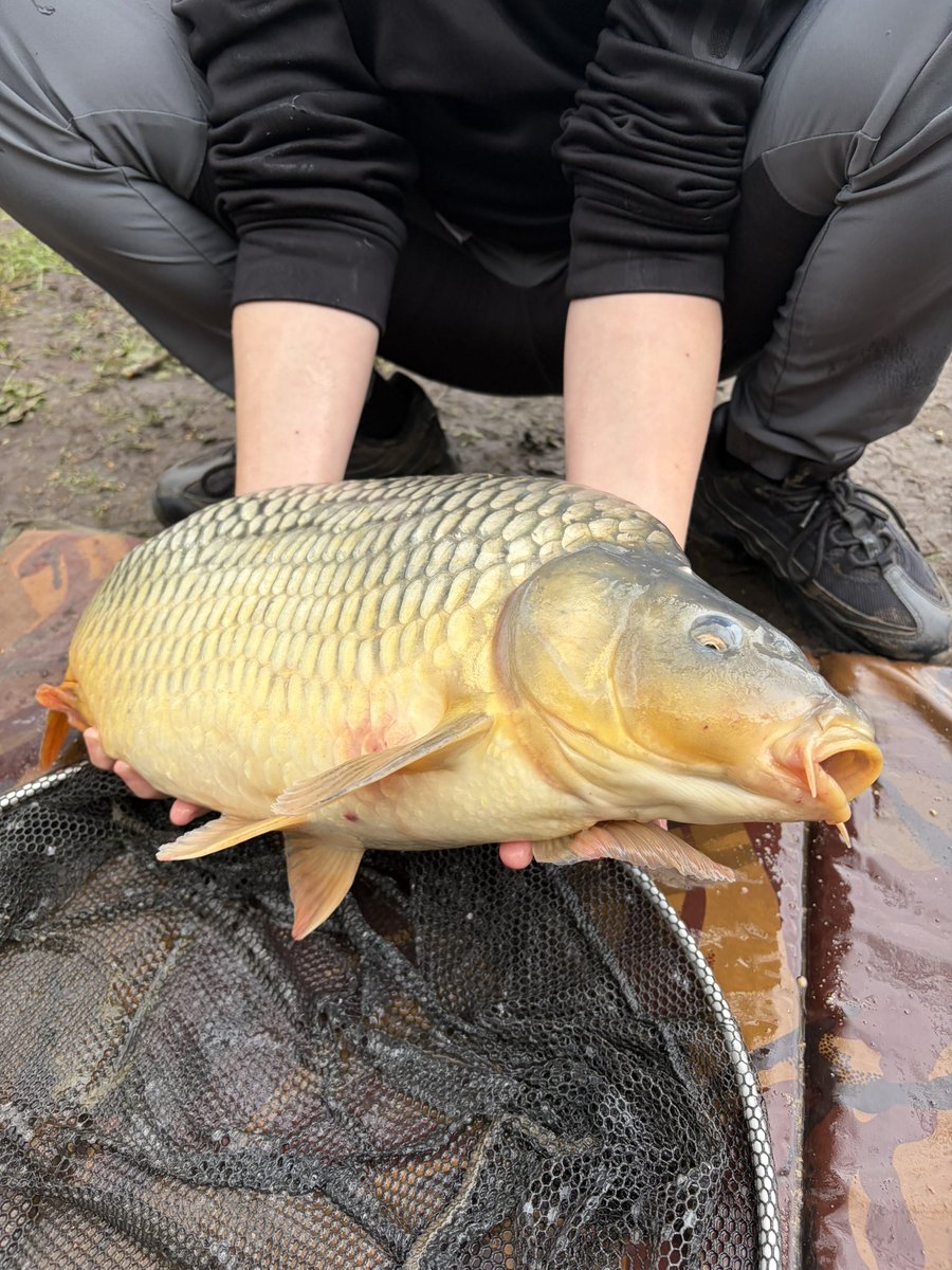 fishingthemind's tweet image. Massive well done to all participants today !

Many fish caught some little some big 😝 ! Nice to see a ghosty as well. 👌🏼

Huge achievement 🎣🧠 

The biggest was caught just 5 minutes before the session was due to finish. Well done 🙌🏻

#achievement #learning #fishingtherapy