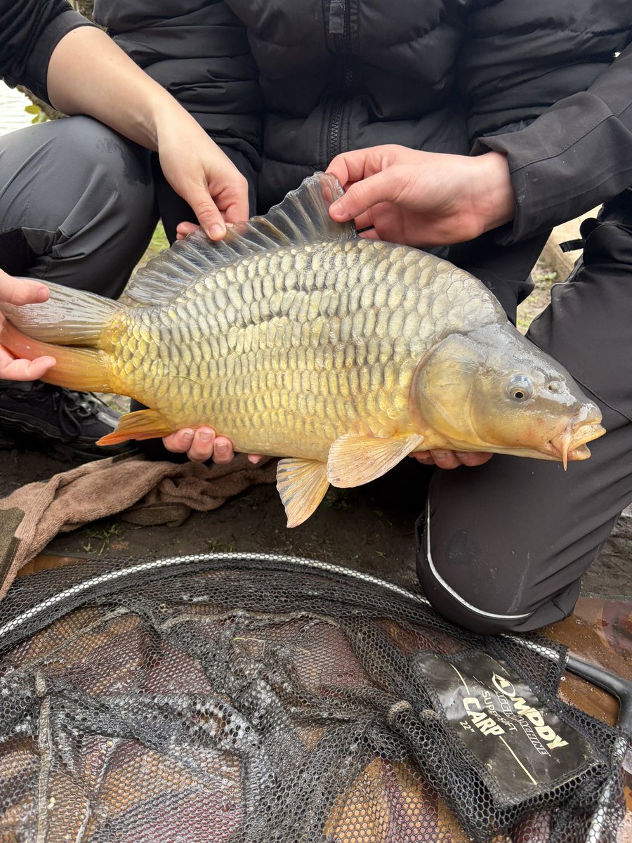 fishingthemind's tweet image. Massive well done to all participants today !

Many fish caught some little some big 😝 ! Nice to see a ghosty as well. 👌🏼

Huge achievement 🎣🧠 

The biggest was caught just 5 minutes before the session was due to finish. Well done 🙌🏻

#achievement #learning #fishingtherapy