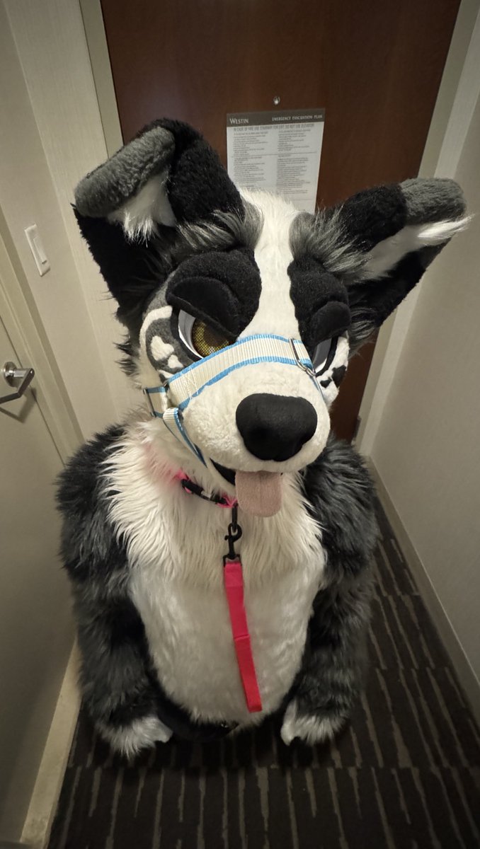 DIOR🐶 (2 PIECE) 🔜 TFF, LVFC 🎰 tweet media