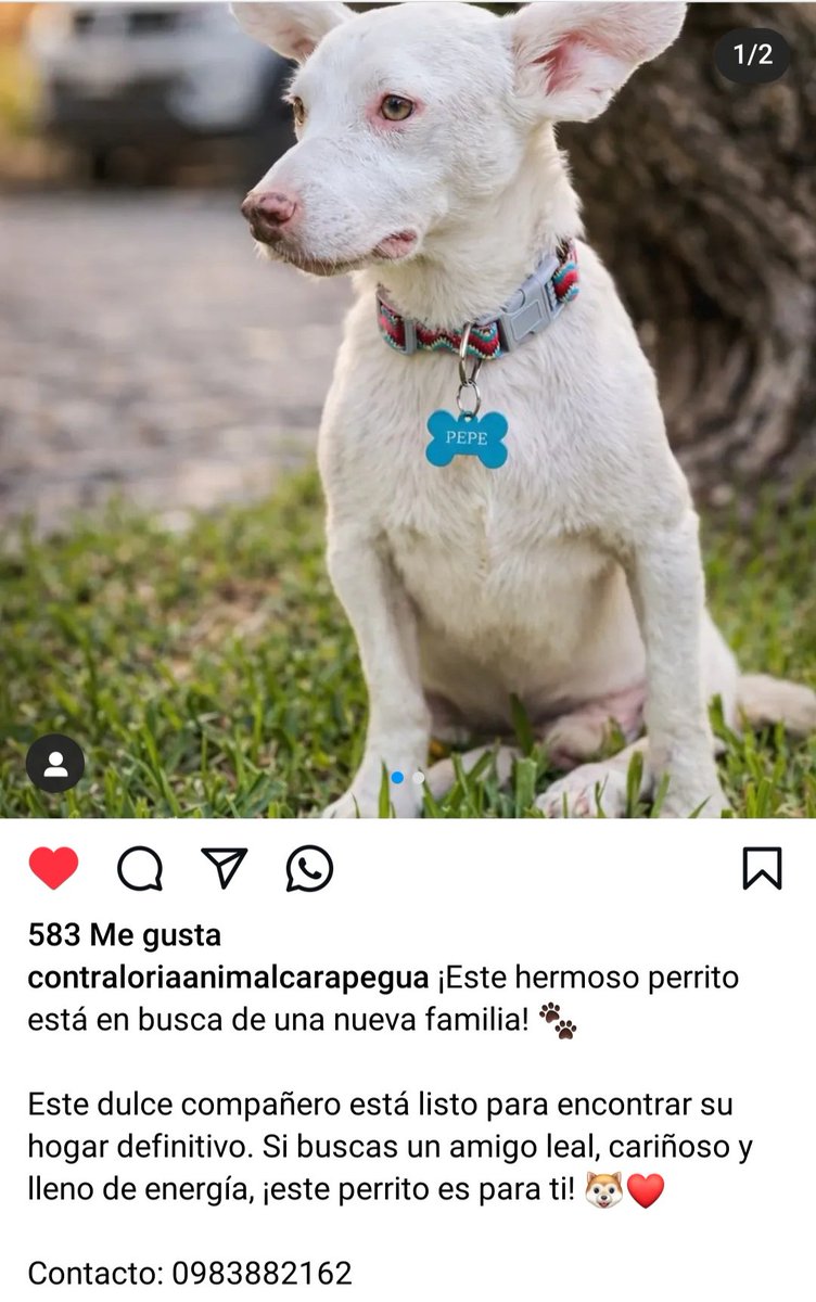 Pepe 💓💞💗 busca Hogar amoroso!! Esta es Carapegua. ADOPTANOCOMPRES!!
En la imagen el nro de cel. Para contacto.
<a href="/AdoptaMpy/">adoptaMpy</a> <a href="/Ayudandopeludos/">Ayudando Peludos</a> <a href="/MarcoHuellasPy/">Marcando Huellas</a>