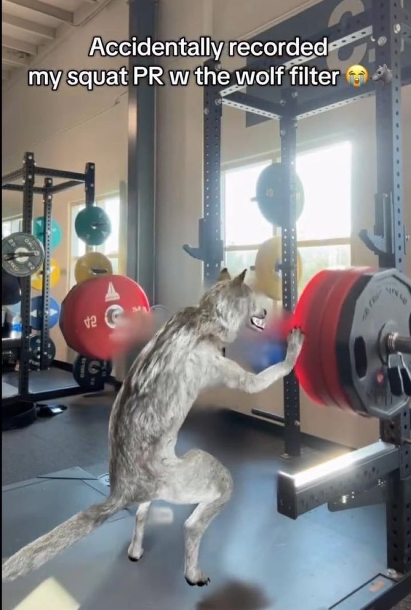 tonk 🪤🍄 tweet media