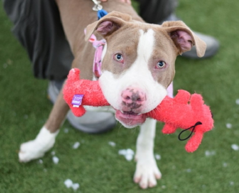 Julie🌻🐾 tweet media