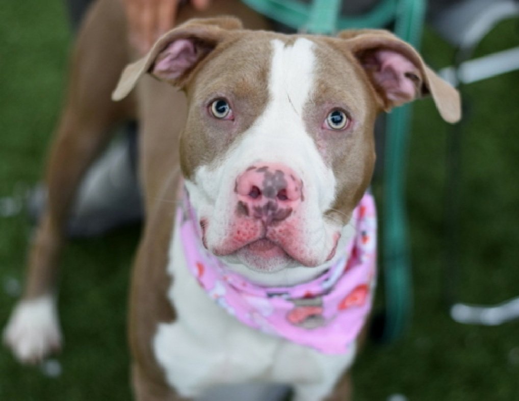 Julie🌻🐾 tweet media